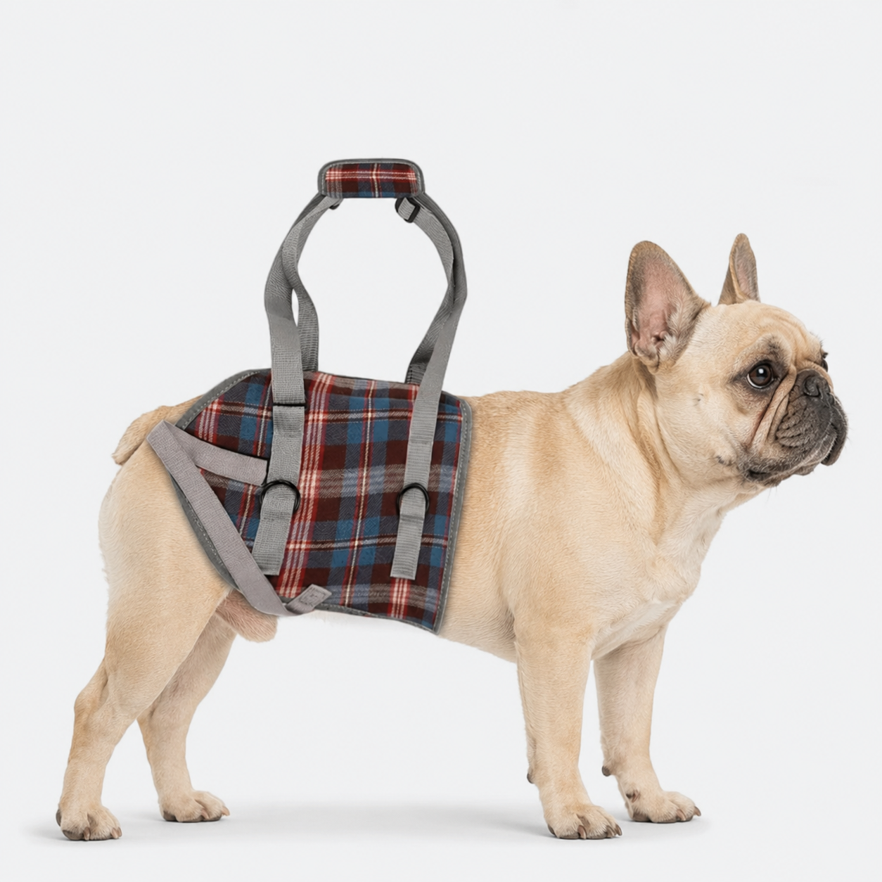 French-Bulldog-Adjustable-Lift-Harness.jpg