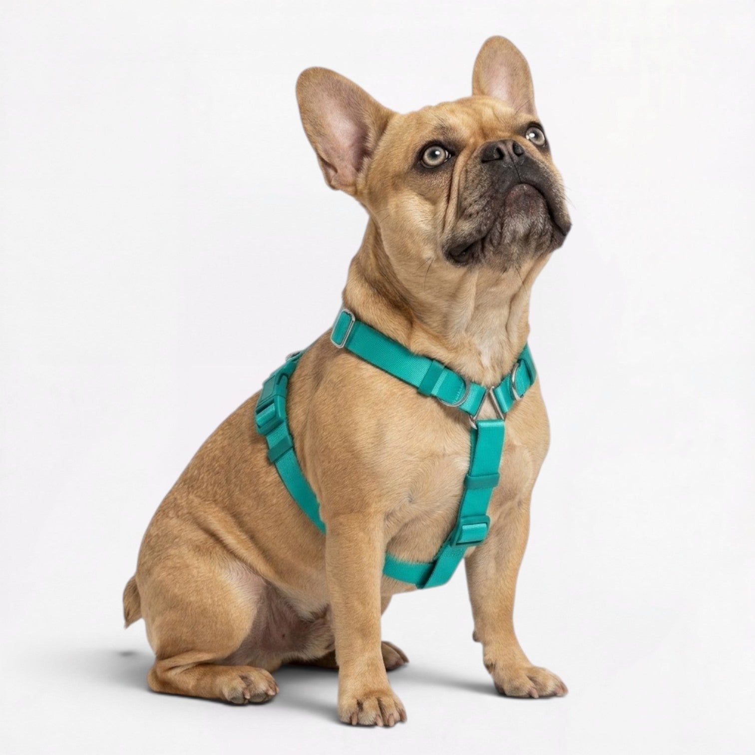French-Bulldog-Adjustable-Step-In-Harness.jpg