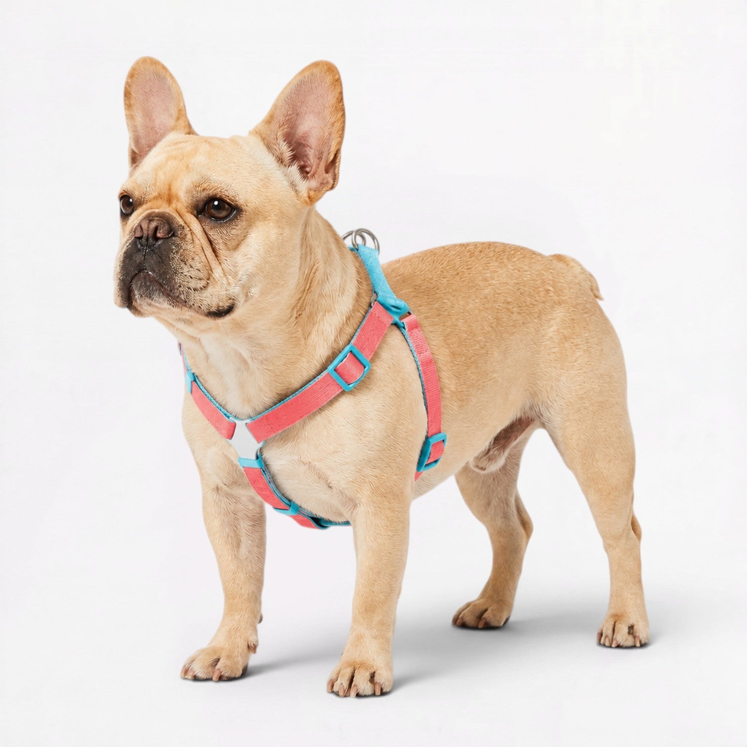 French-Bulldog-Adjustable-Step-In-Harness.jpg