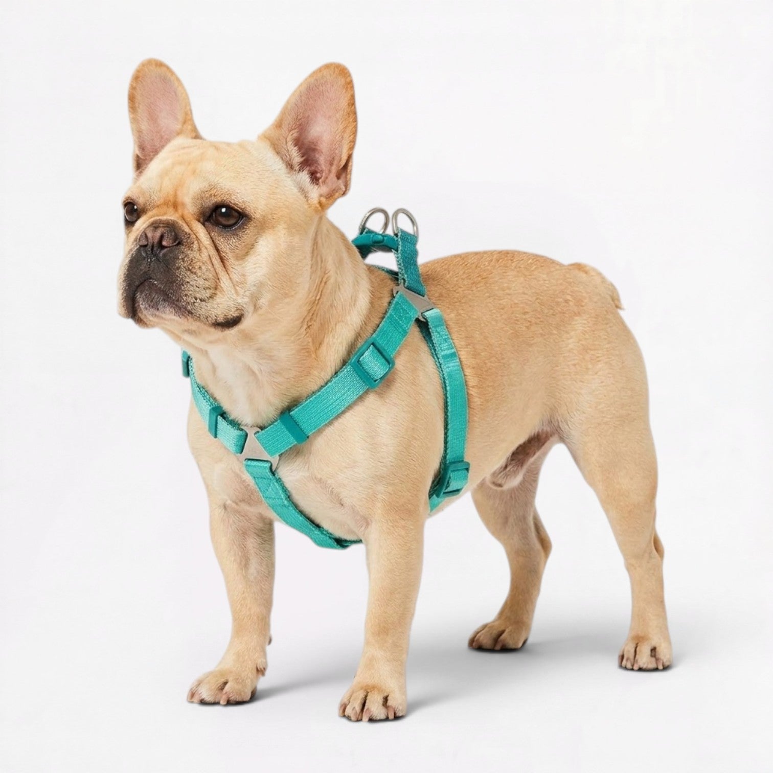 French-Bulldog-Adjustable-Step-In-Harness.jpg