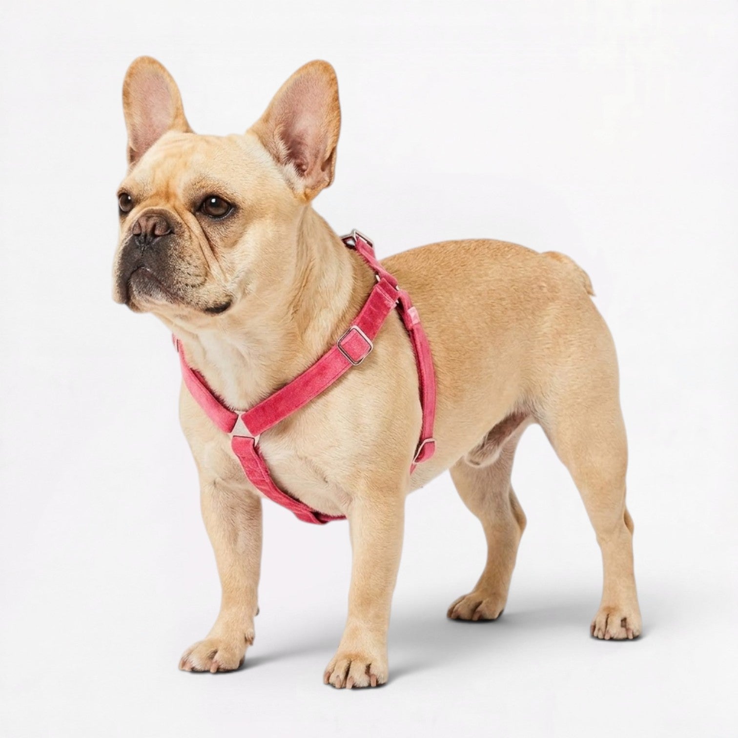 French-Bulldog-Adjustable-Step-In-Harness.jpg