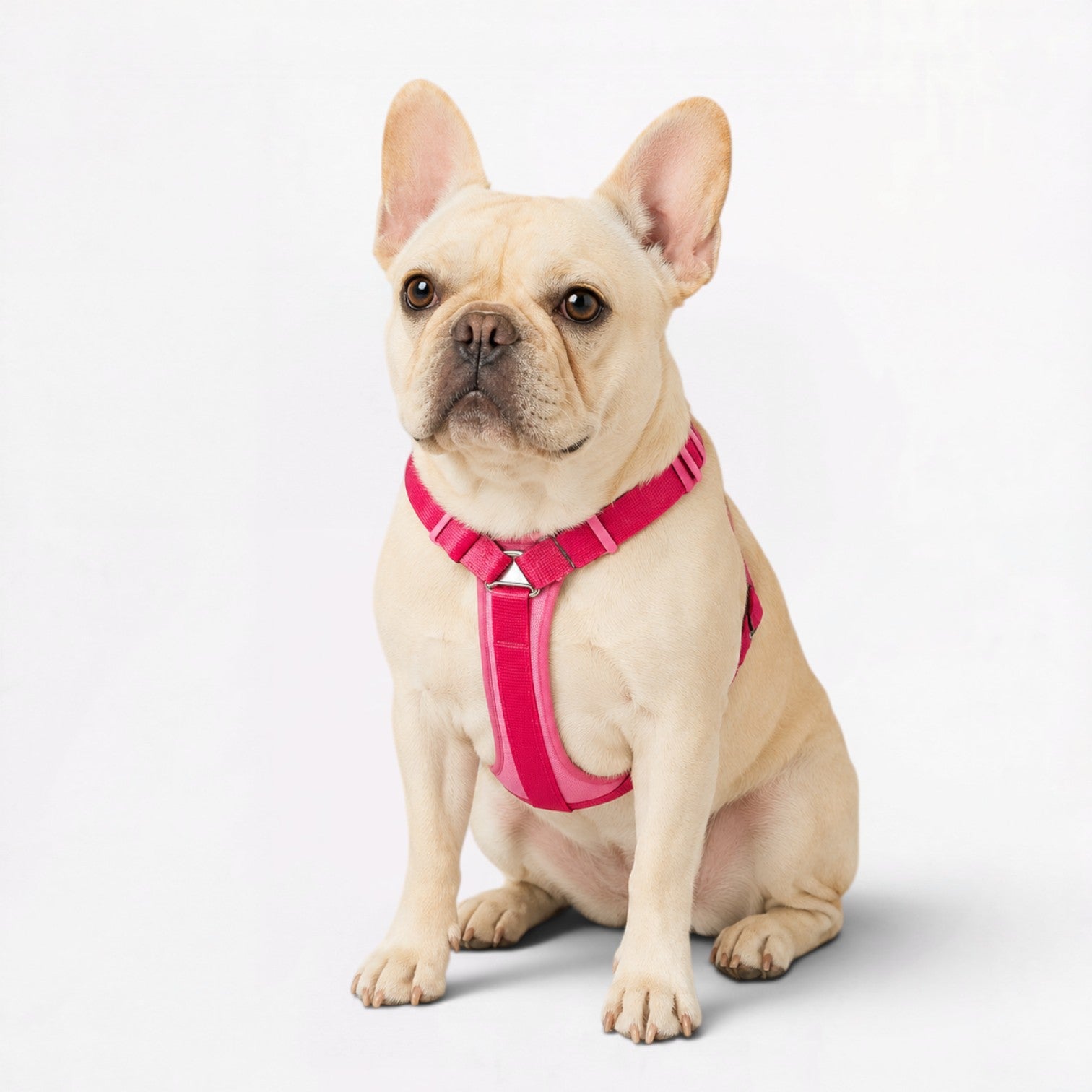 French-Bulldog-Adjustable-Step-In-Harness.jpg
