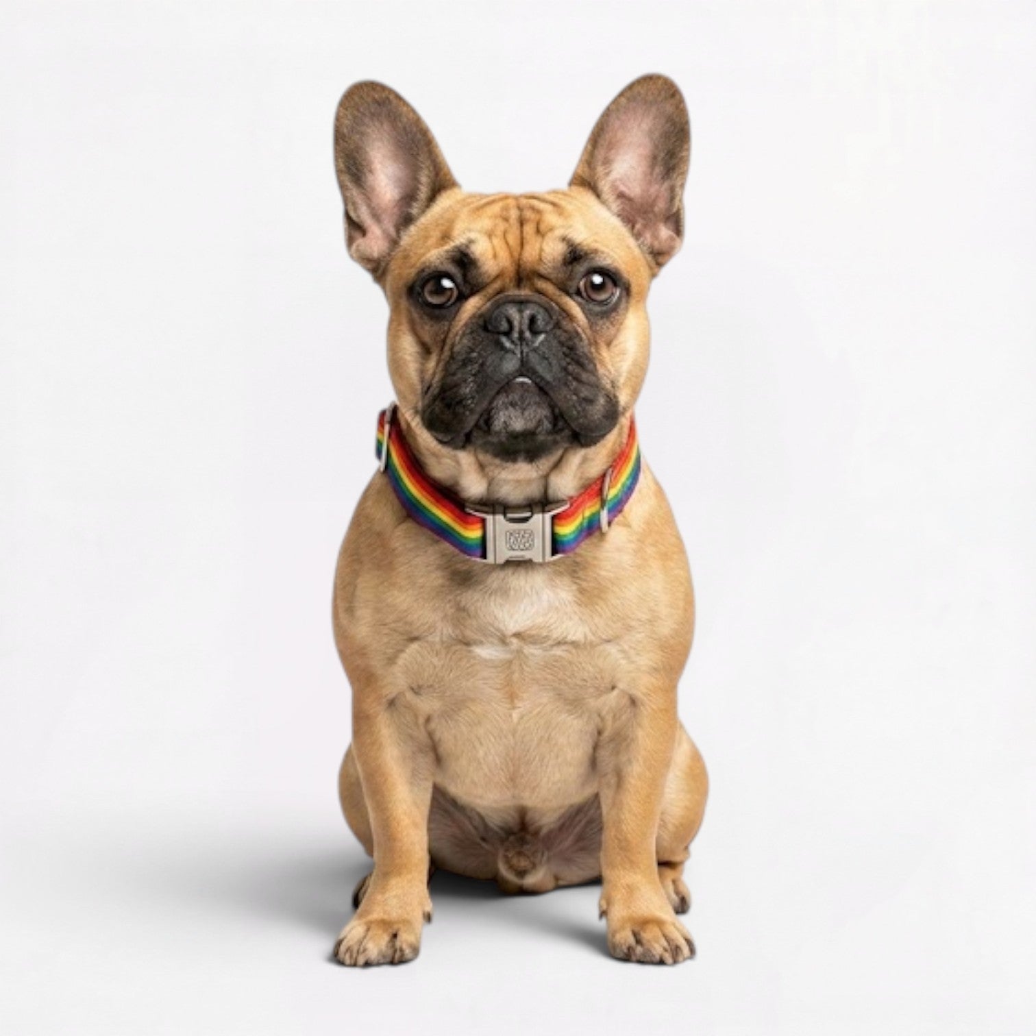 French-Bulldog-Collar-Leash-Duo.jpg