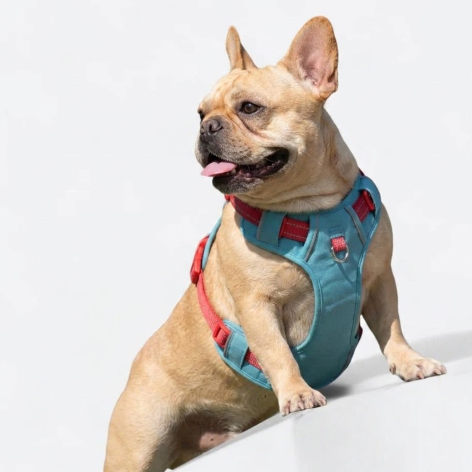 French-Bulldog-No-Pull-Reflective-Harness.jpg