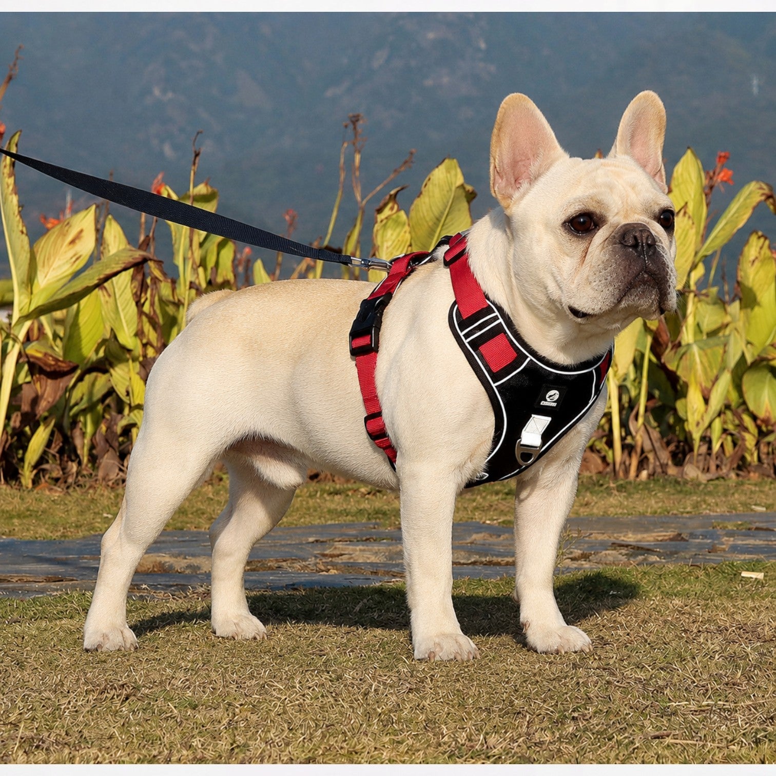 French-Bulldog-Reflective-Harness-Leash-Set.jpg
