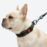 French-Bulldog-Reflective-No-Pull-Collar.jpg