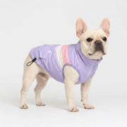 French-Bulldog-Windproof-Padded-Winter-Coat.jpg