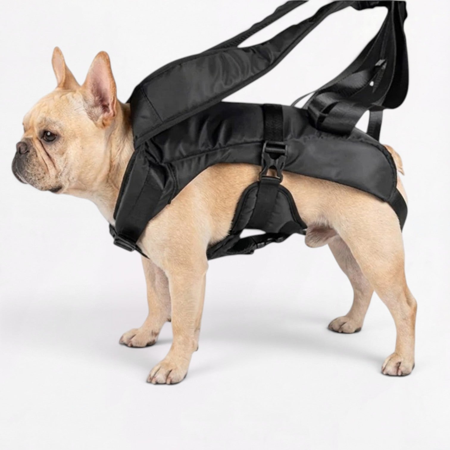 French-Front-Facing-Dog-Carrier-Backpack.jpg