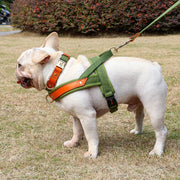Frenchie-Premium-No-Pull-Harness-Collar-Leash-Set.jpg