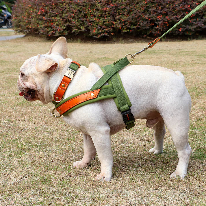 Frenchie-Premium-No-Pull-Harness-Collar-Leash-Set.jpg