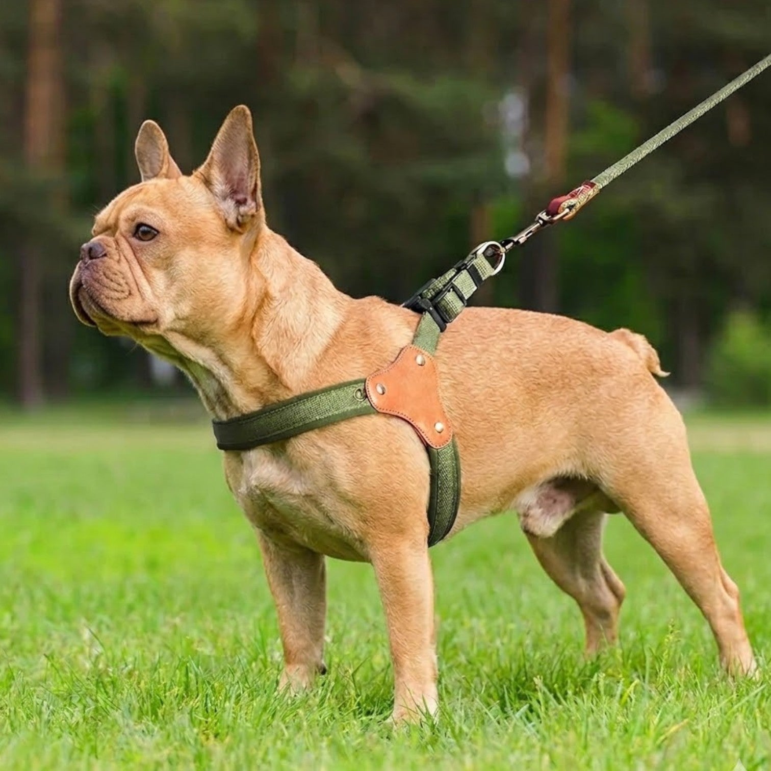 Frenchie-Adjustable-Harness-Leash-Set.jpg