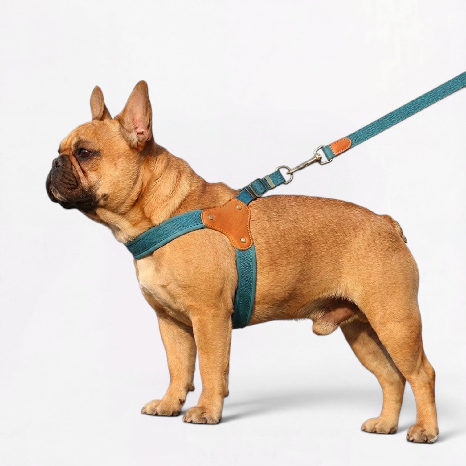 Frenchie-Adjustable-Harness-Leash-Set.jpg