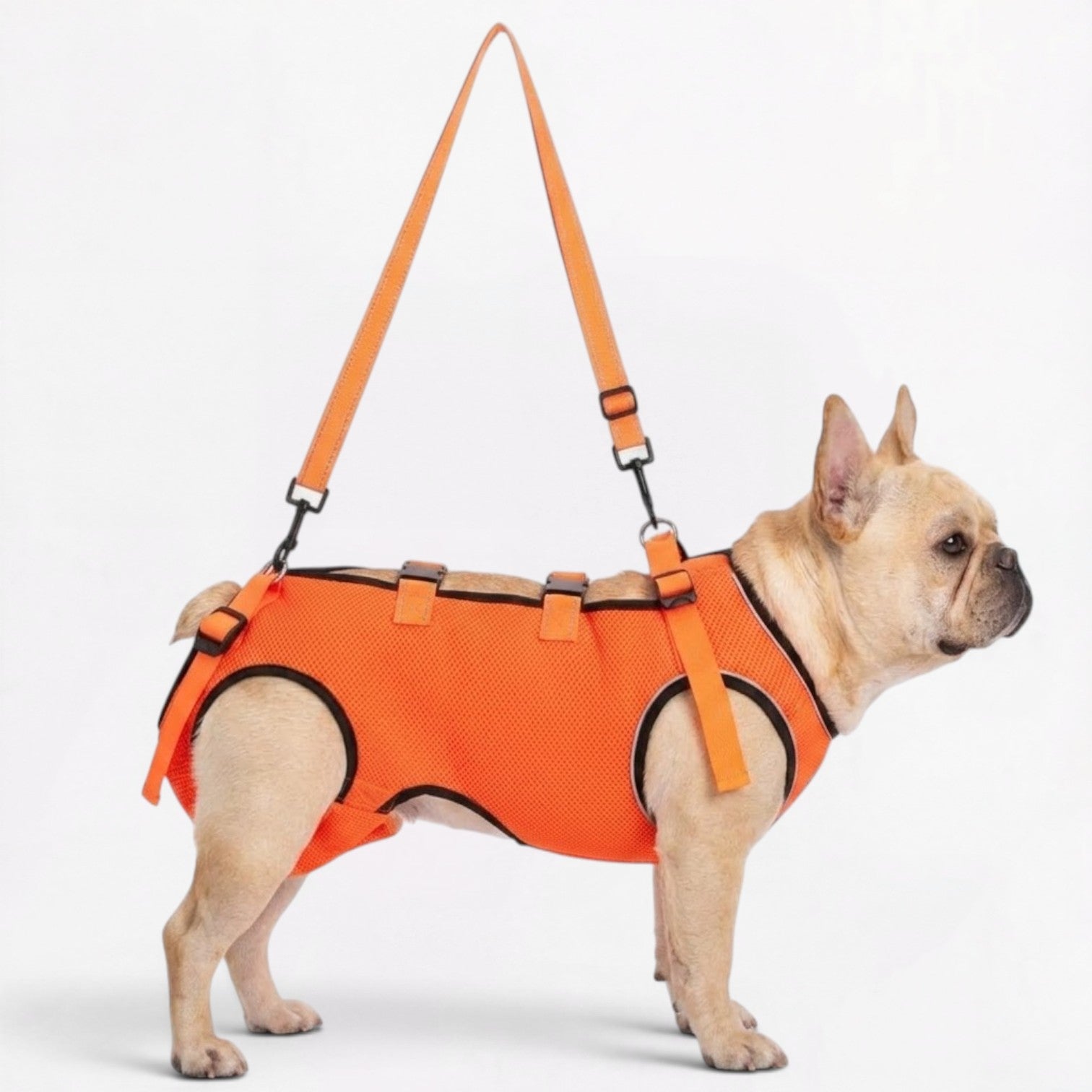 Frenchie-Adjustable-Lift-Support-Harness.jpg