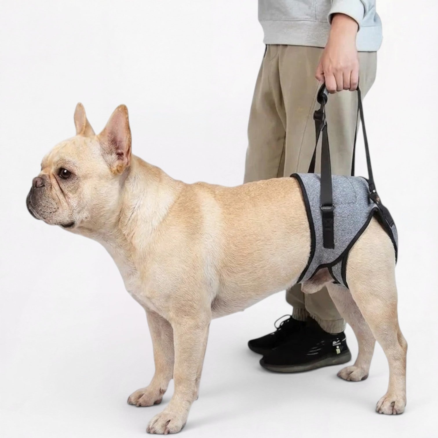 Frenchie-Adjustable-Rear-Leg-Lift-Harness.jpg