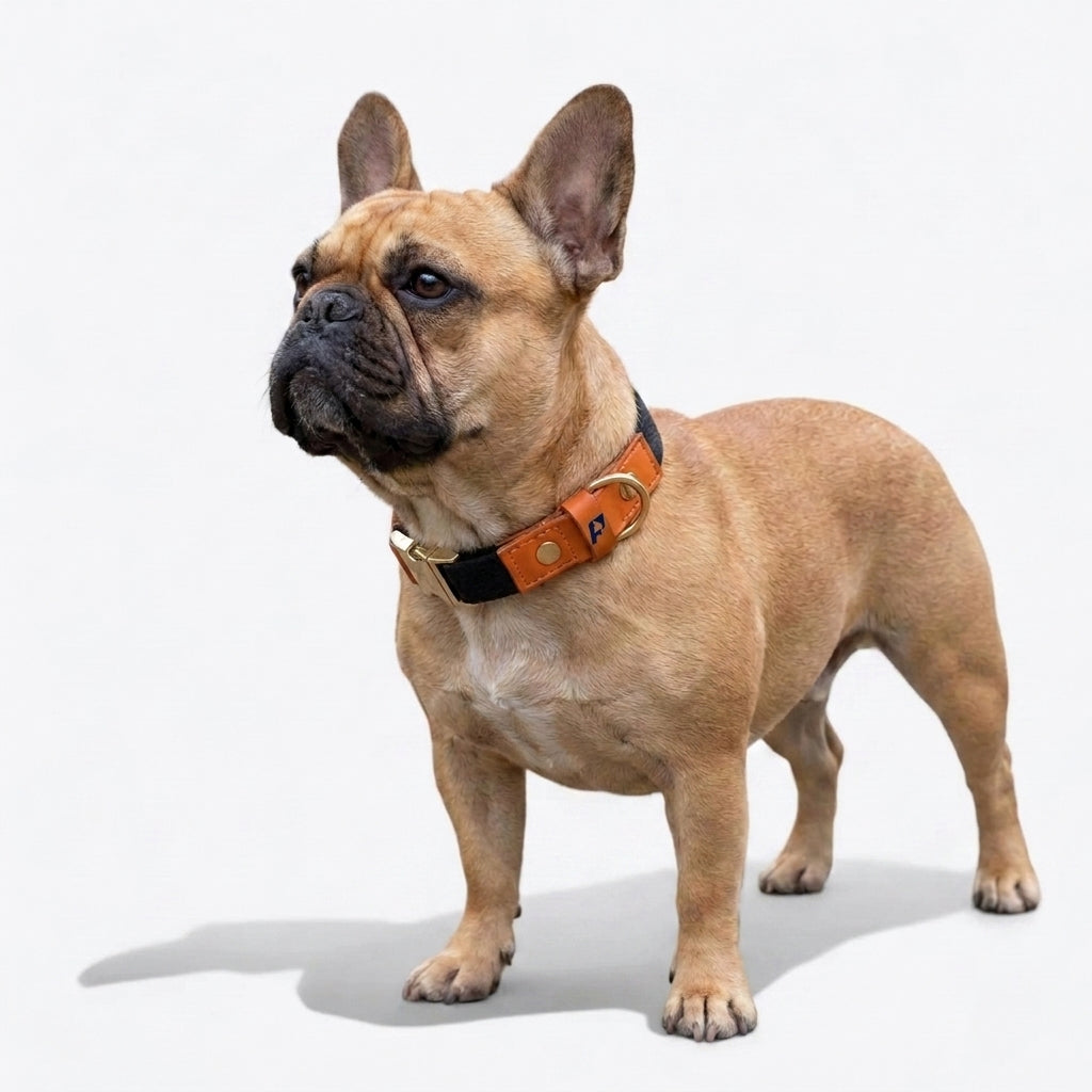 Frenchie-Anti-Lost-Collar-Leash-Set.jpg