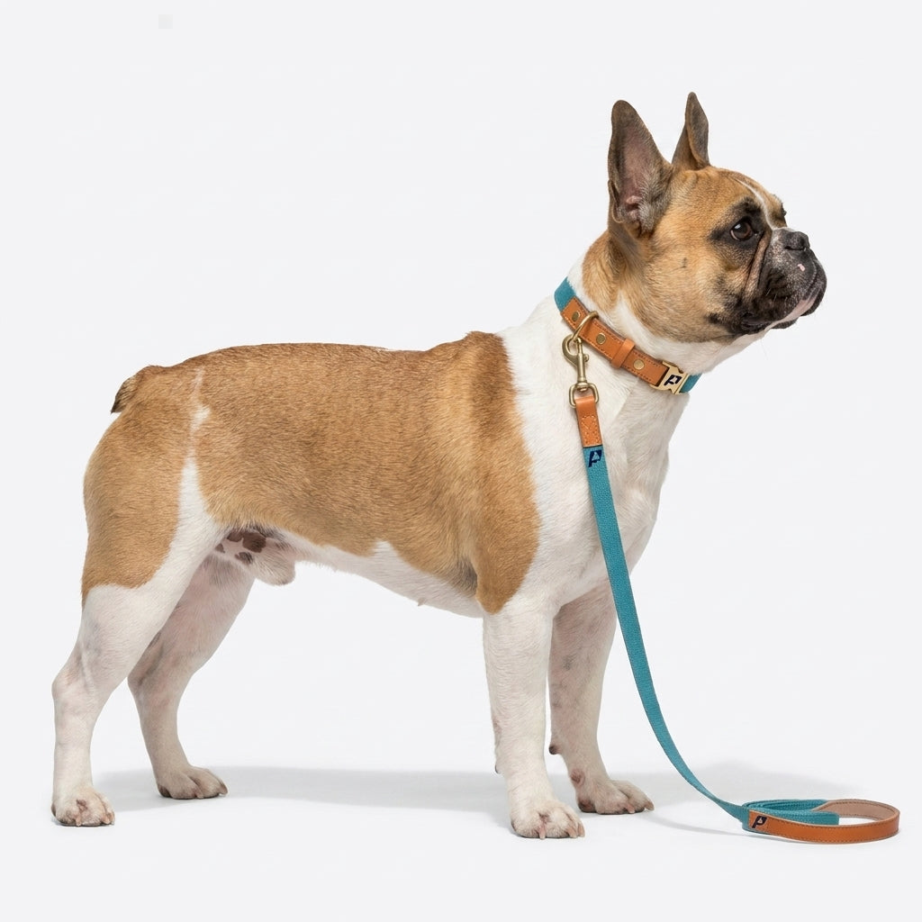Frenchie-Anti-Lost-Collar-Leash-Set.jpg