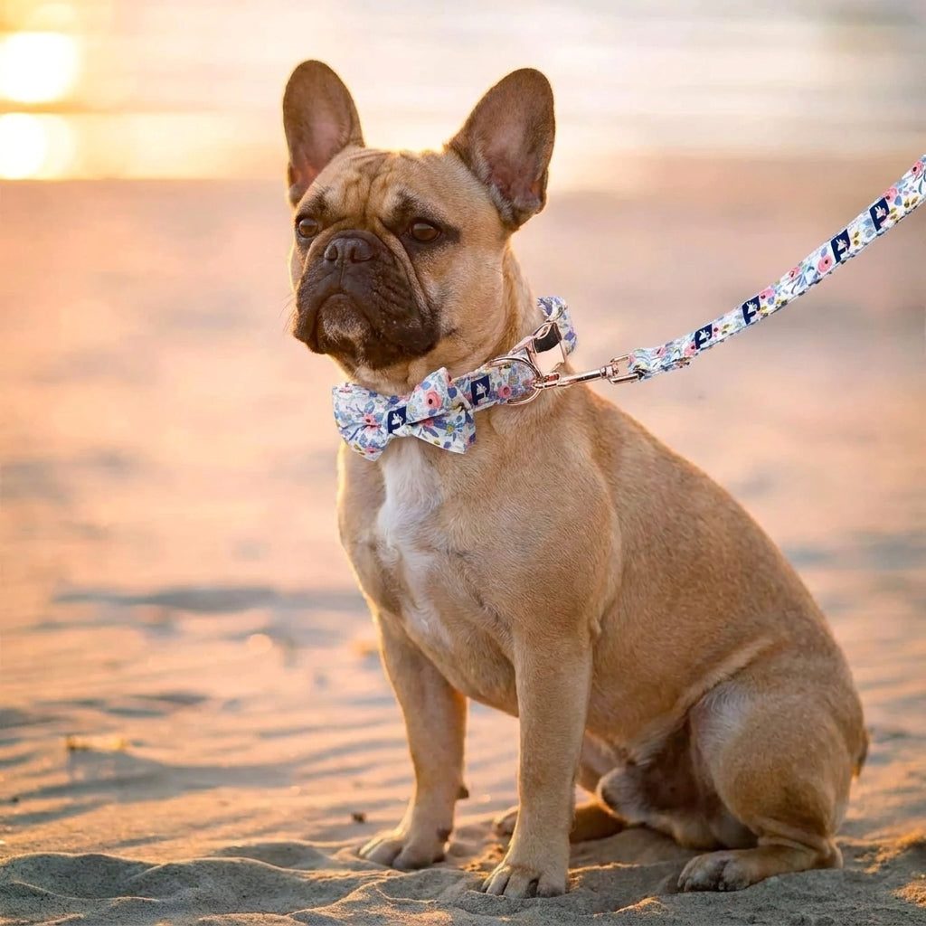 Frenchie-Flower-Decorative-Collar-Leash-Set.jpg