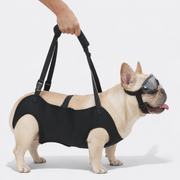 Frenchie-Full-Body-Support-Sling-Harness.jpg