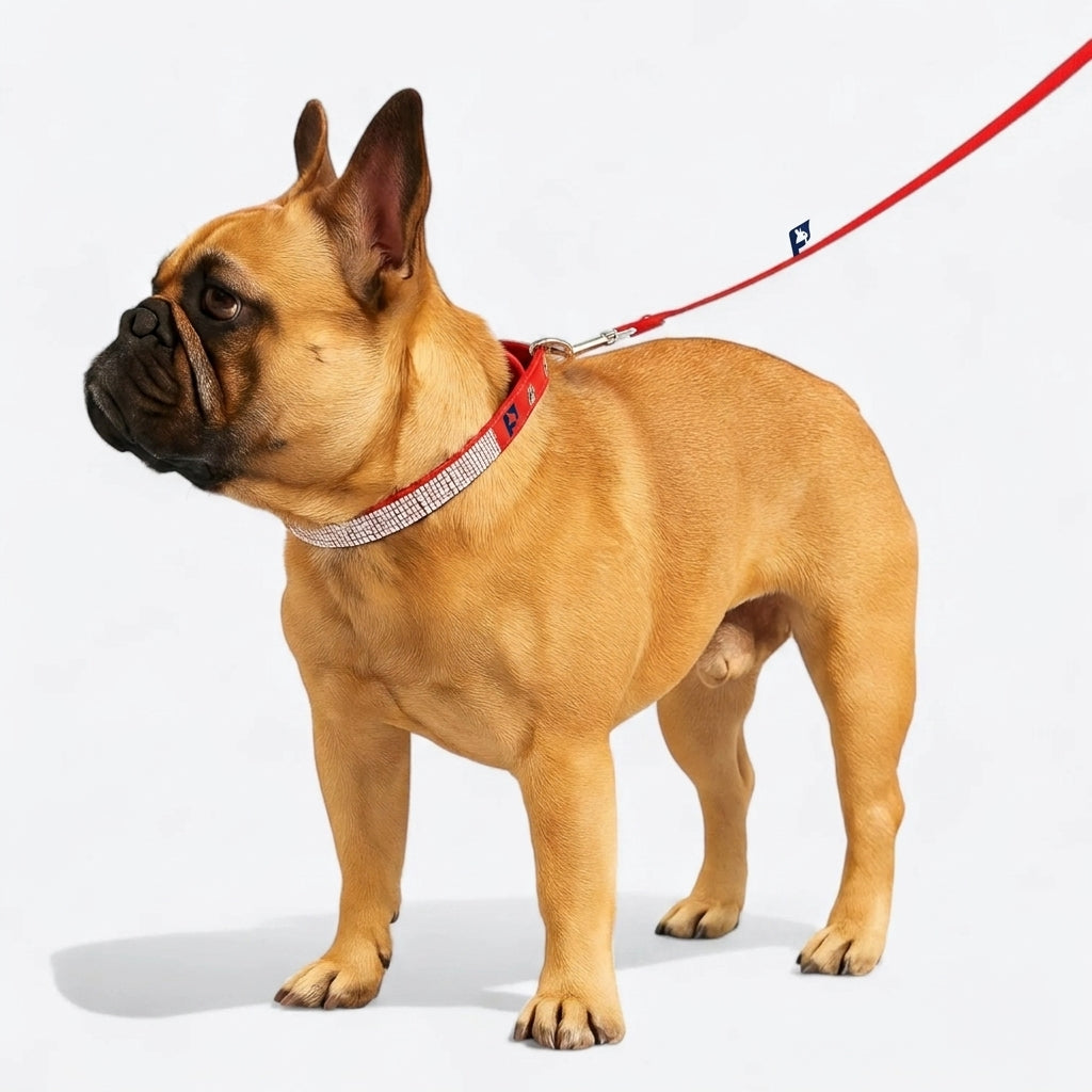 Frenchie-Luxurious-Rhinestone-Collar-Leash-Set.jpg