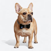 Frenchie-Luxury-Rhinestone-Collar-Leash-Set.jpg