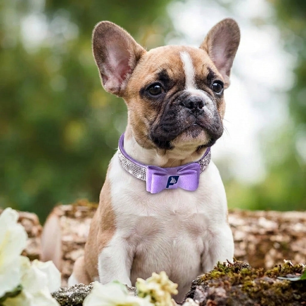 Frenchie-Luxury-Rhinestone-Collar-Leash-Set.jpg