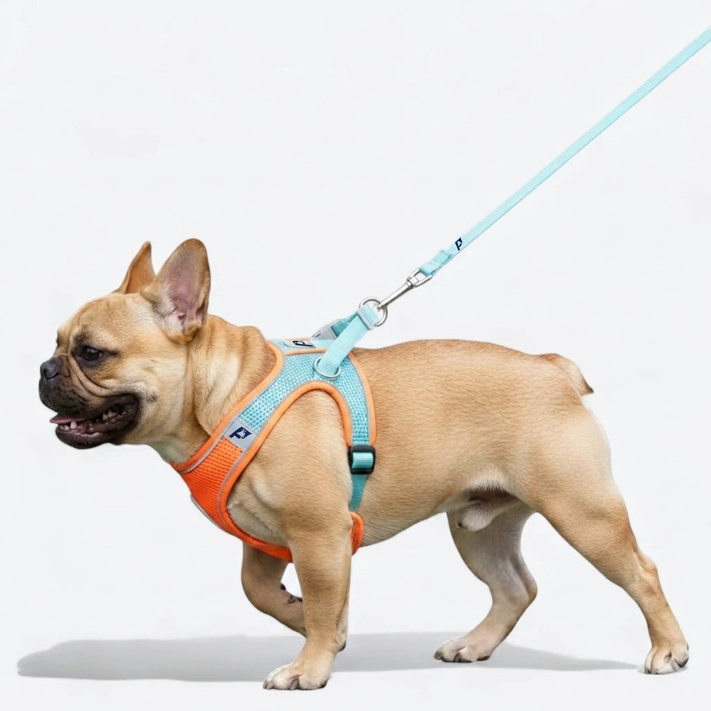 Frenchie-Mesh-Reflective-Harness-Leash-Set.jpg