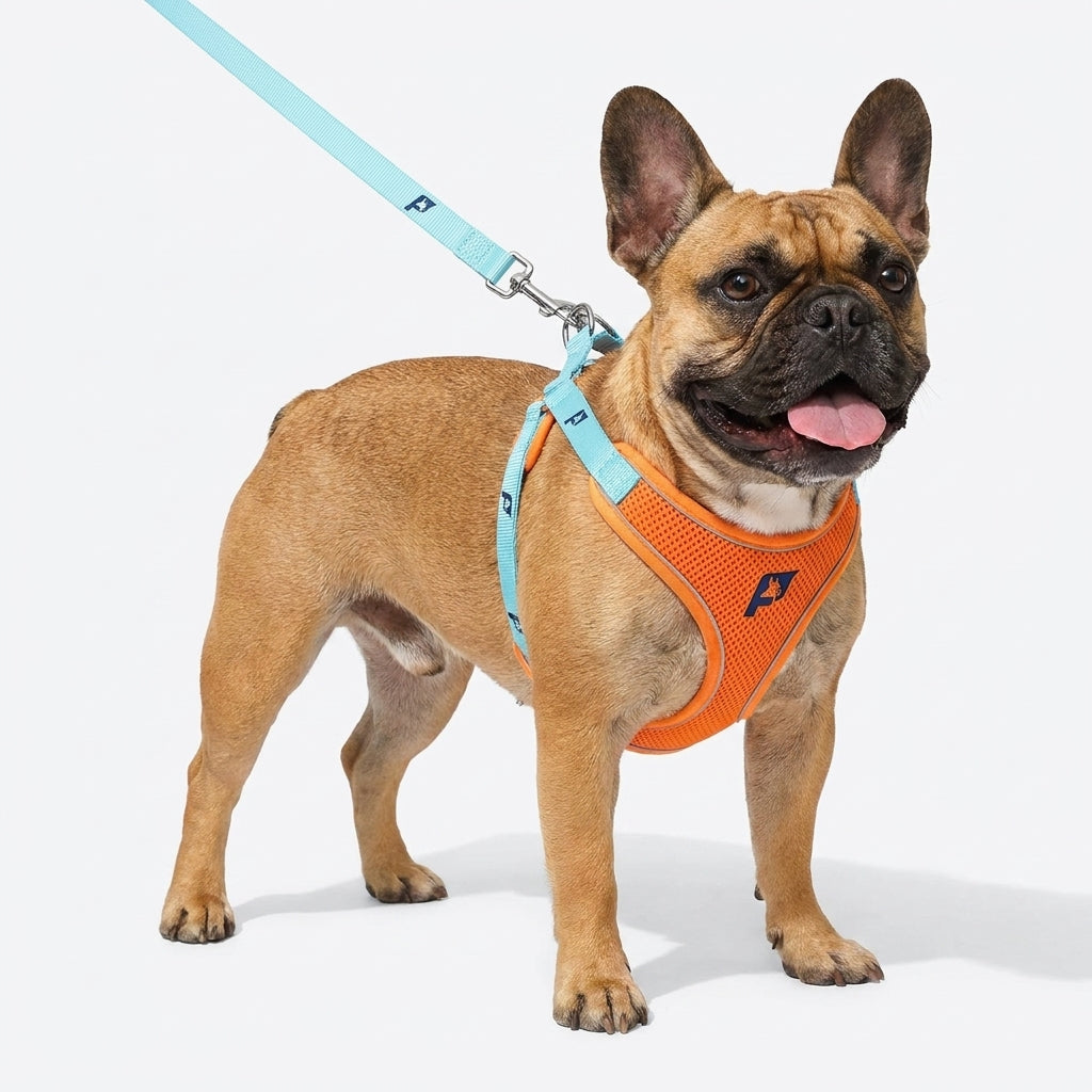 Frenchie-Mesh-Reflective-Harness-Leash-Set.jpg