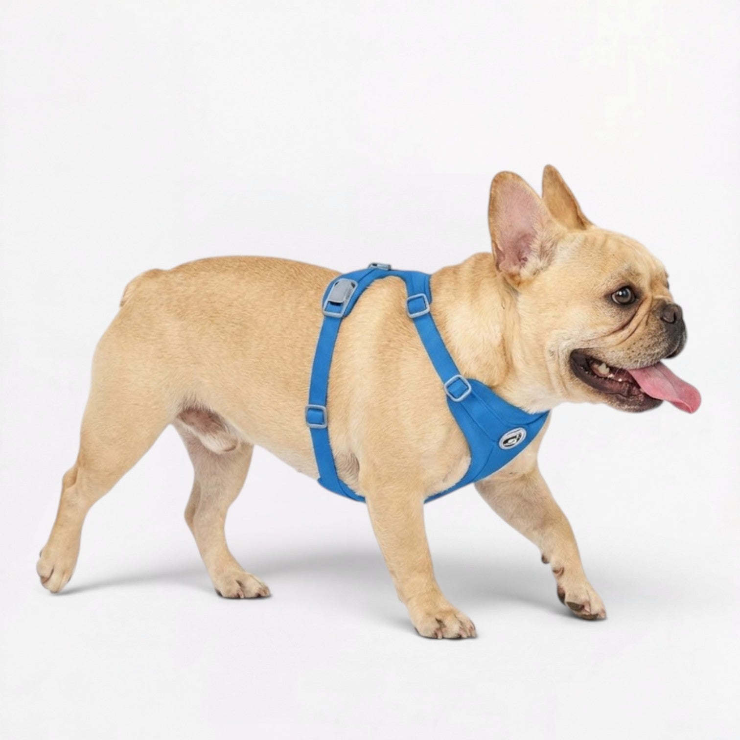 Frenchie-No-Pull-Harness-Leash-Set.jpg