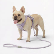 Frenchie-No-Pull-Harness-Leash-Set.jpg