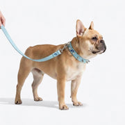 Frenchie-Punk-Collar-Leash-Set.jpg