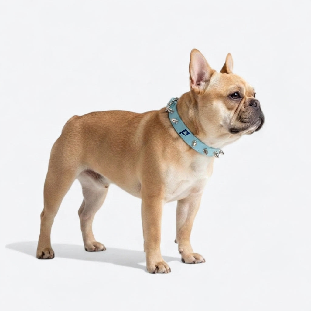 Frenchie-Punk-Collar-Leash-Set.jpg