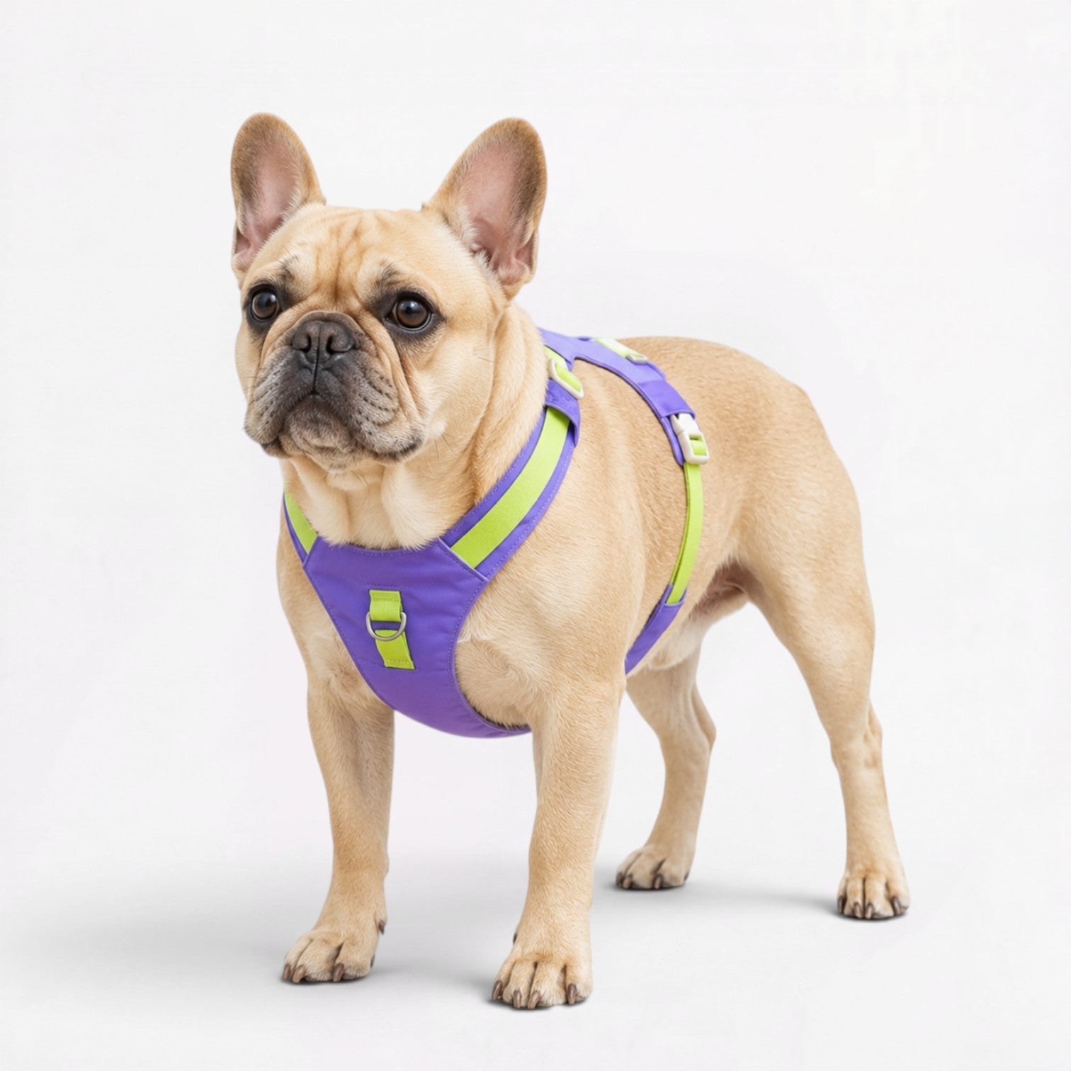 Frenchie-Reflective-Adjustable-Harness-Leash-Set.jpg