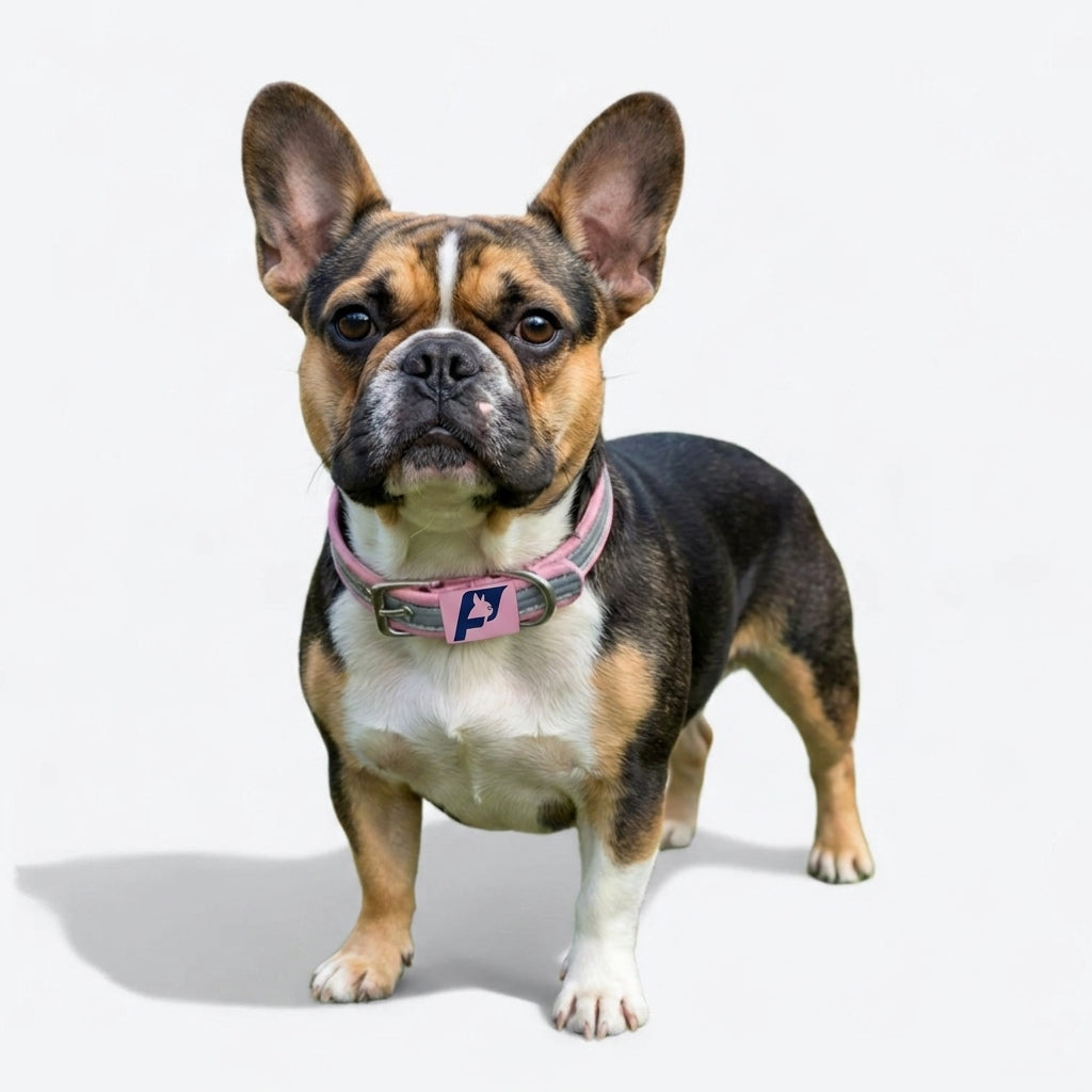 Frenchie-Reflective-Collar-Leash-Set.jpg