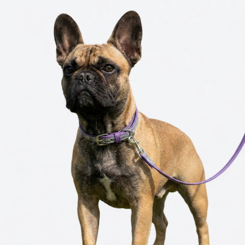 Frenchie-Reflective-Collar-Leash-Set.jpg