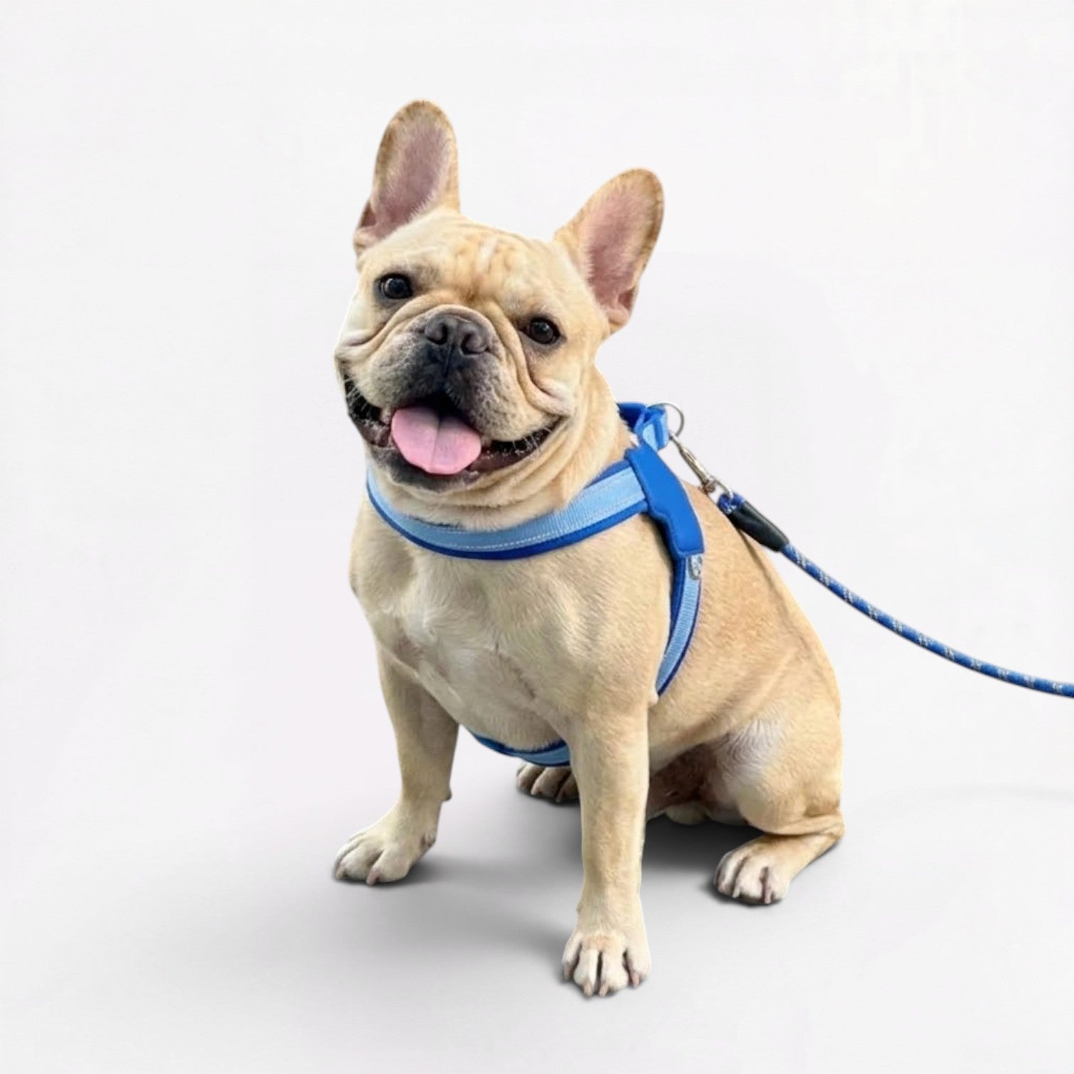 Frenchie-Reflective-Harness-Leash-Set.jpg