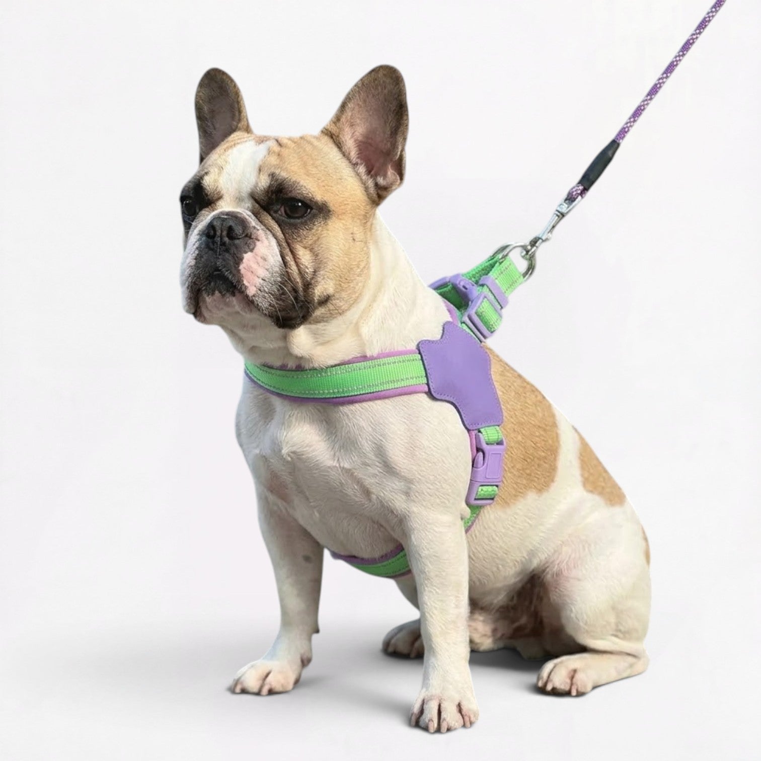 Frenchie-Reflective-Harness-Leash-Set.jpg