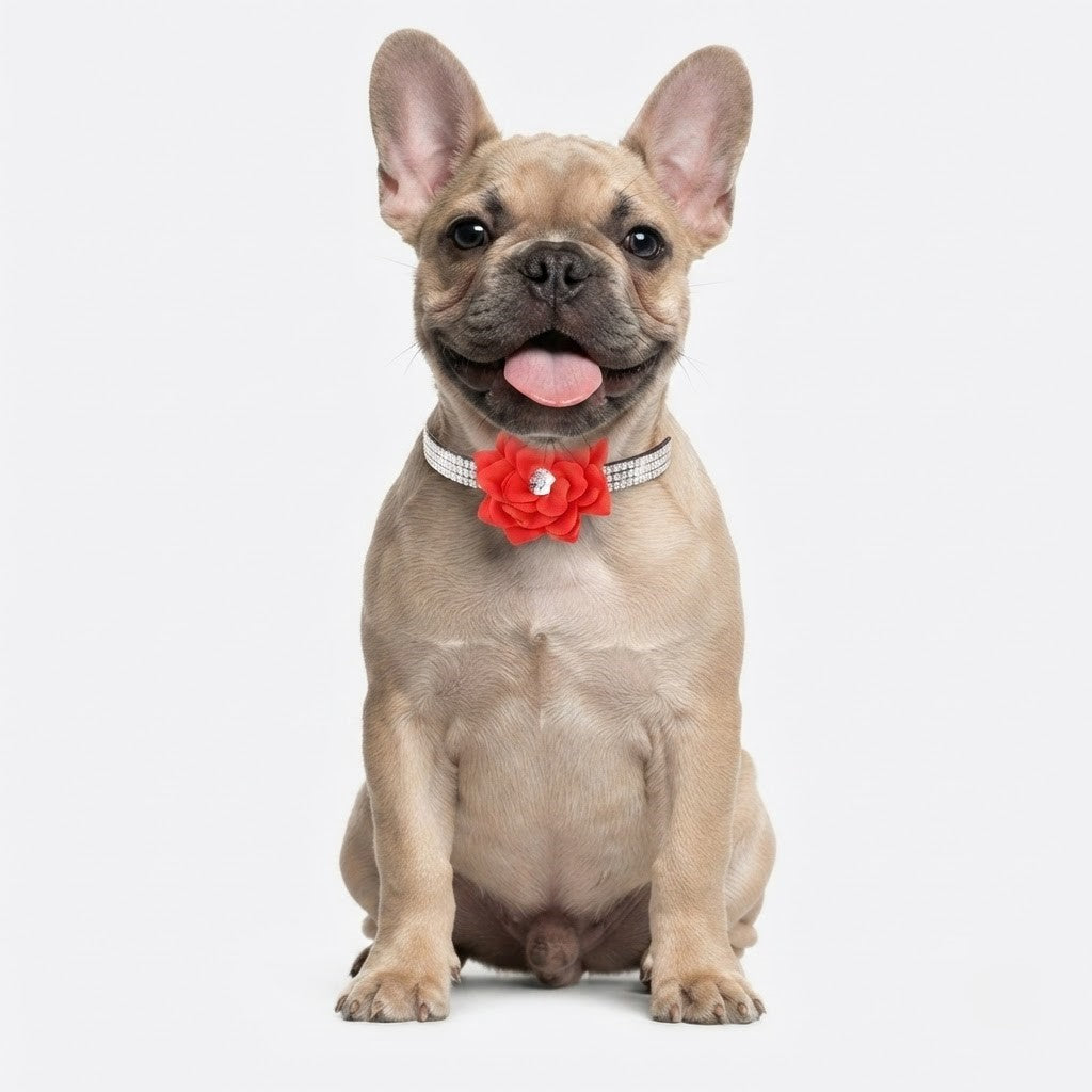 Frenchie-Rhinestone-Flower-Collar.jpg