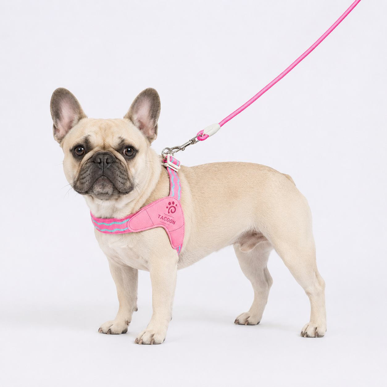 Frenchie-Saddle-Harness-Leash-Set.jpg