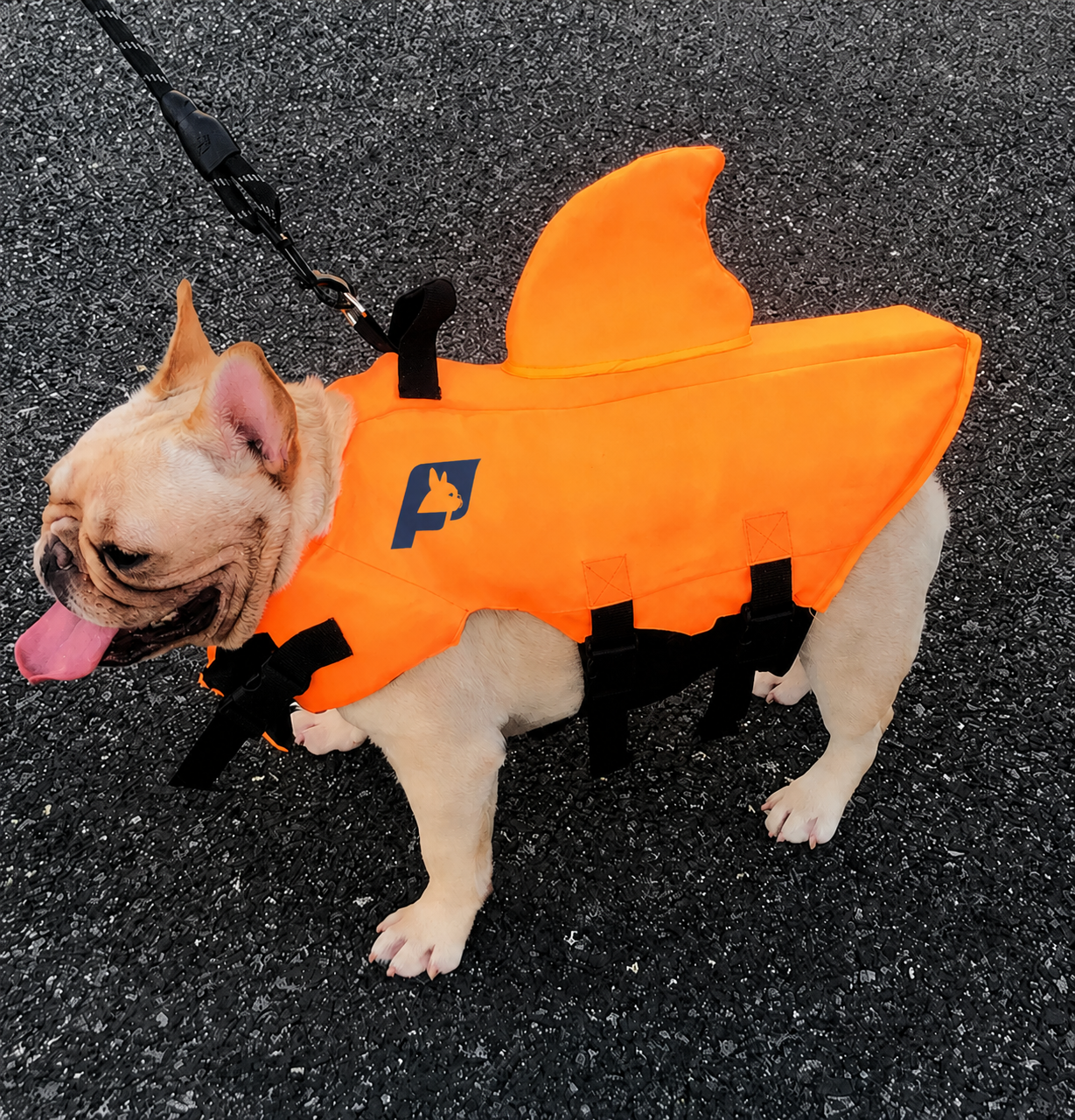 Frenchie-Shark-Life-Vest.jpg