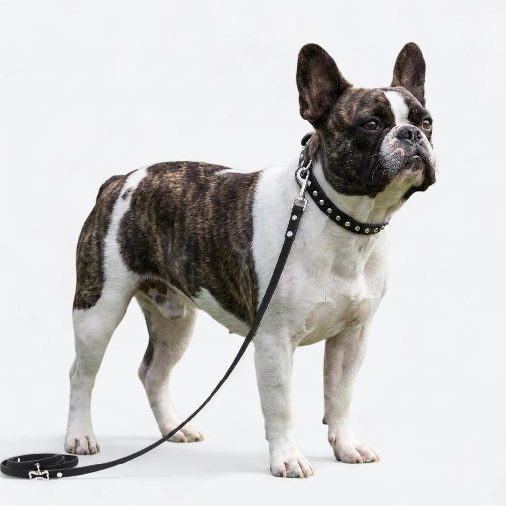 Frenchie-Spiked-Leather-Collar-Leash-Set.jpg