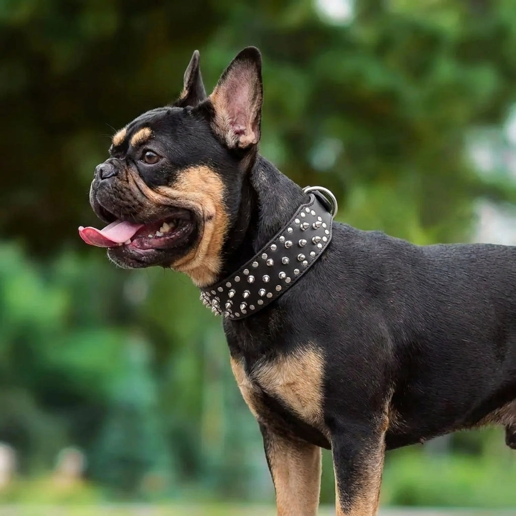 Frenchie-Spiked-Leather-Collar-Leash-Set.jpg