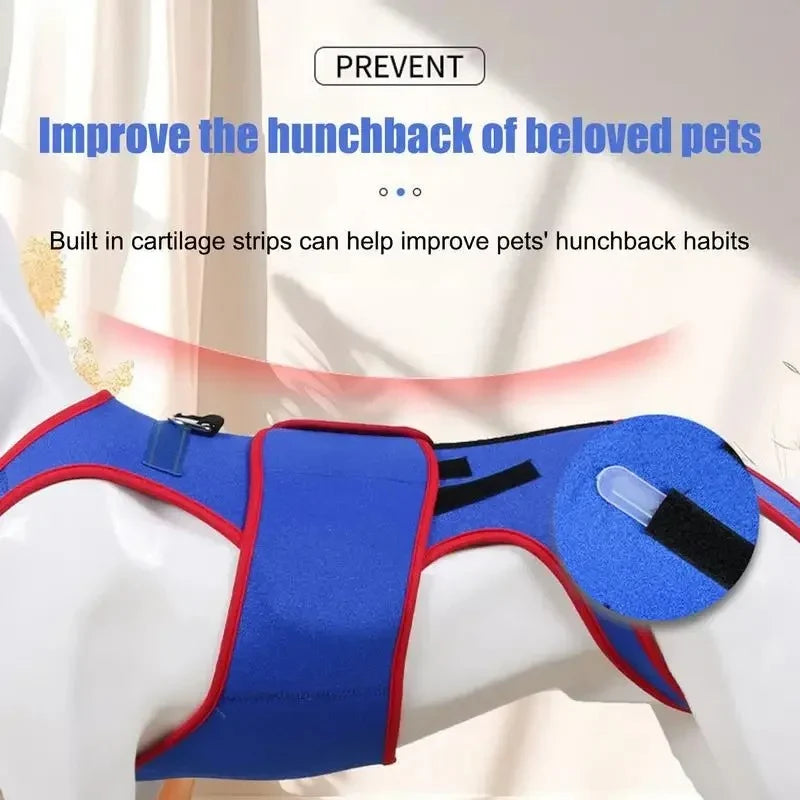 Frenchie-Spinal-Support-Harness.jpg