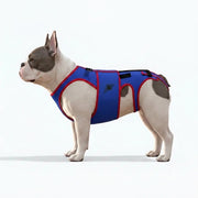 Frenchie-Spinal-Support-Harness.jpg