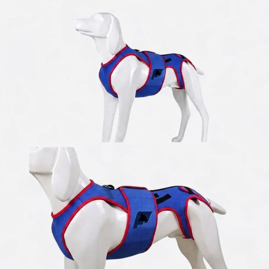 Frenchie-Spinal-Support-Harness.jpg