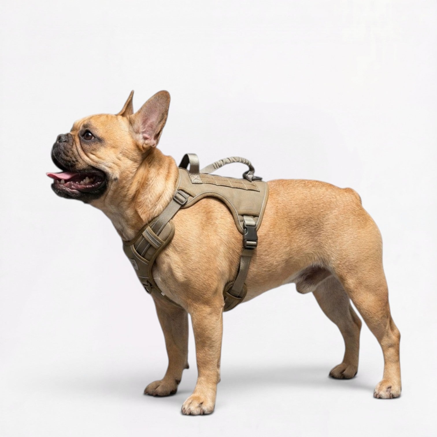 Frenchie-Tactical-No-Pull-Harness-with-Leash.jpg