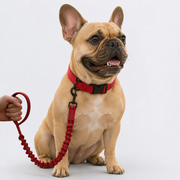 Frenchie-Tactical-Nylon-Collar-Leash-Set.jpg