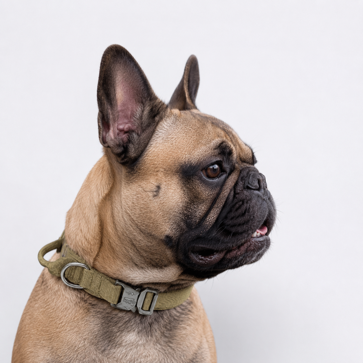 Frenchie-Tactical-Nylon-Collar-Leash-Set.jpg