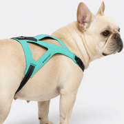 Frenchie-Ultra-Light-Ergonomic-Chest-Harness.jpg