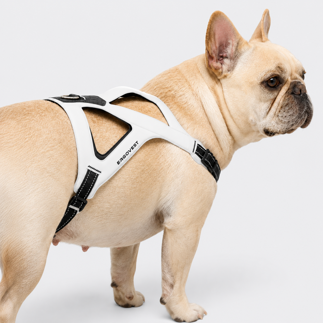 Frenchie-Ultra-Light-Ergonomic-Chest-Harness.jpg