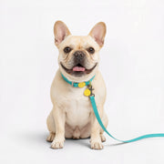 Frenchie-Waterproof-Collar-Leash-Set.jpg
